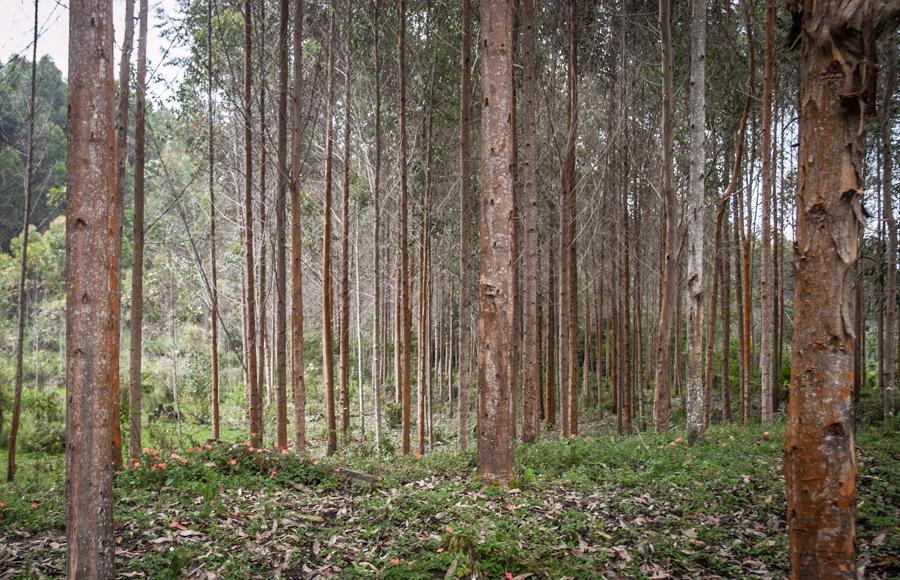 Bosque en Santa Rosa Cabal, Risaralda, Colombia