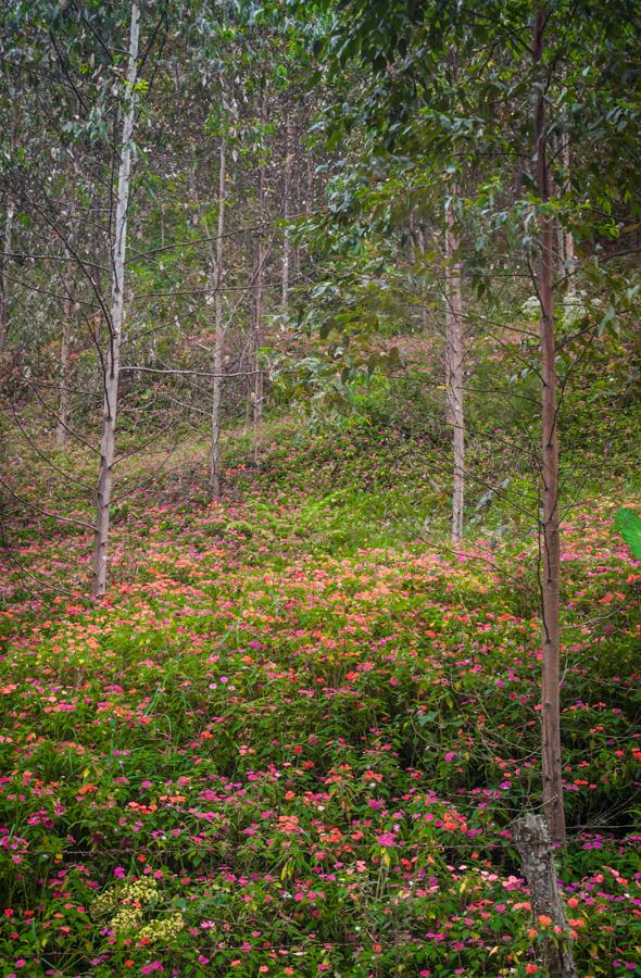 Bosque en Santa Rosa Cabal, Risaralda, Colombia