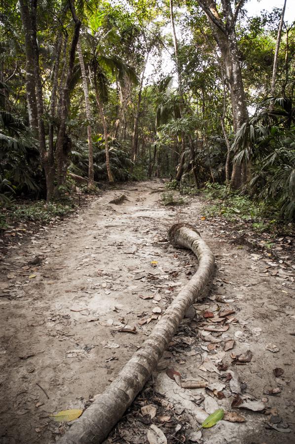 Playa Arrecife, Tayrona, Santa Marta, Magdalena, C...