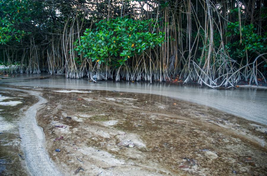 Manglar en Tayrona, Santa Marta, Magdalena, Colomb...