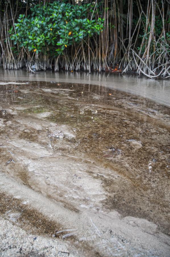 Manglar en Tayrona, Santa Marta, Magdalena, Colomb...