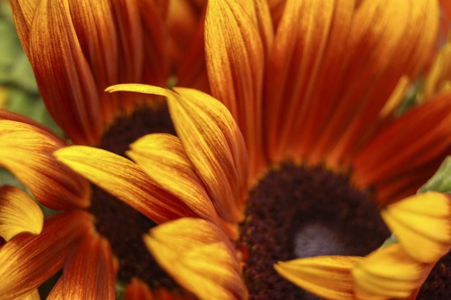 Detalle de unos Girasoles