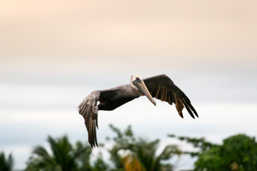 Pelicano Volando