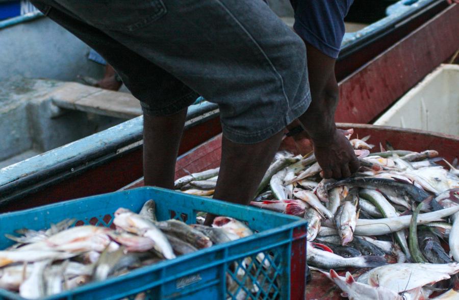 Desembarco de Peces en el Puerto de Turbo, Uraba, ...