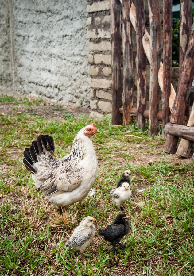 Gallina en el Campo