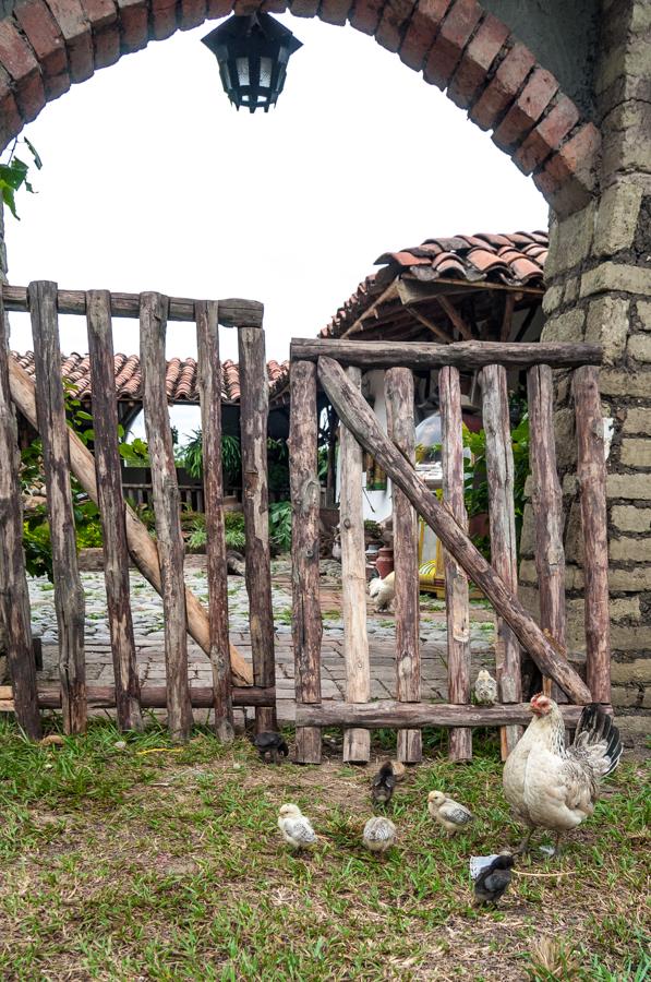 Gallina en el Campo