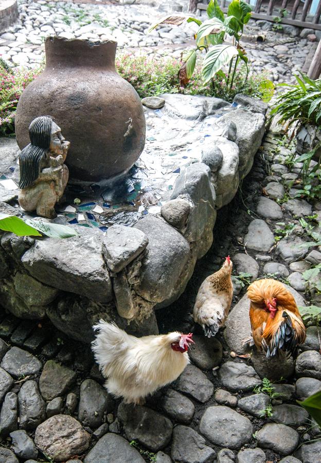 Gallinas en el Jardin