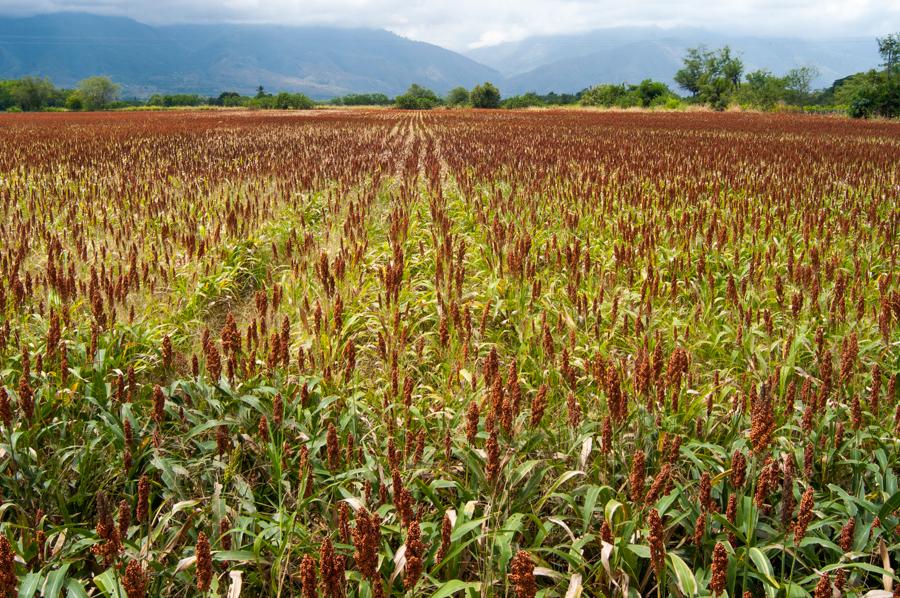 Cultivo de Sorgo, El Cerrito, Valle del Cauca, Col...