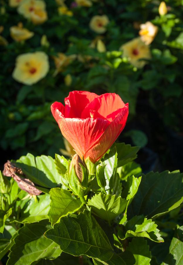 Flor de San Joaquin