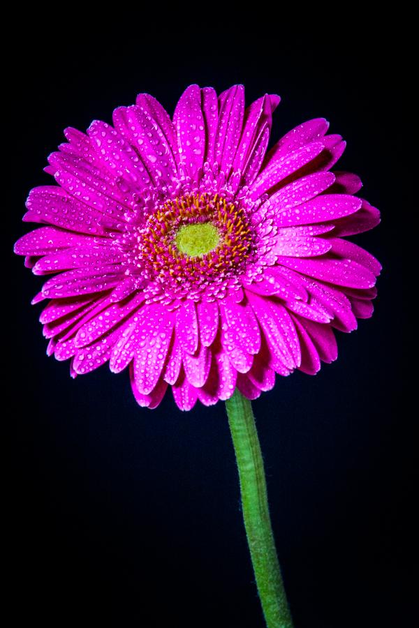 Gerbera Magenta