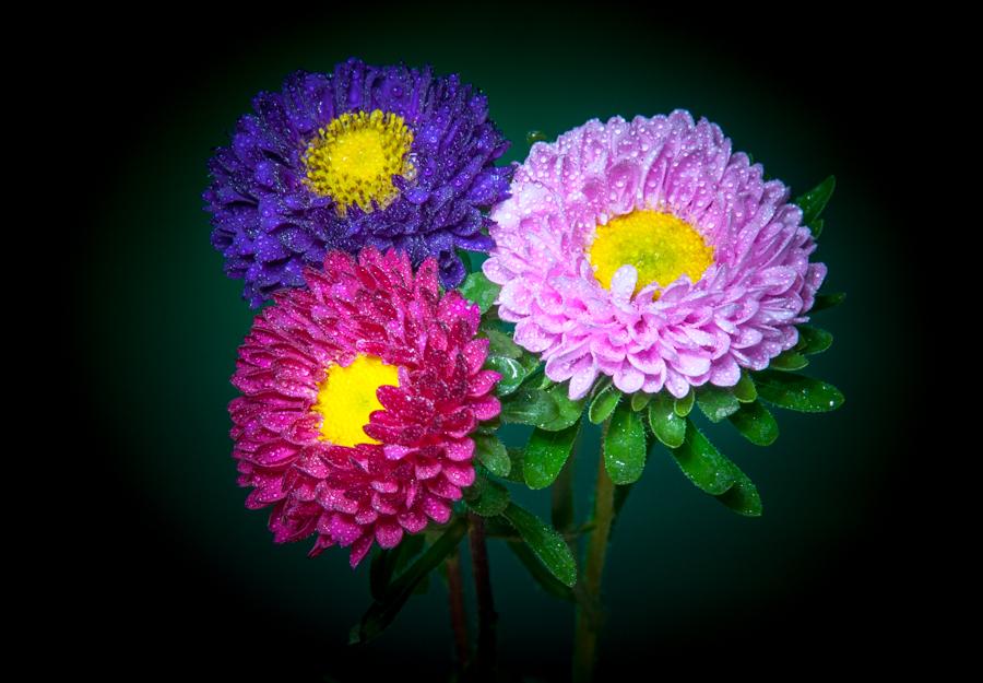 Tres Flores de Colores