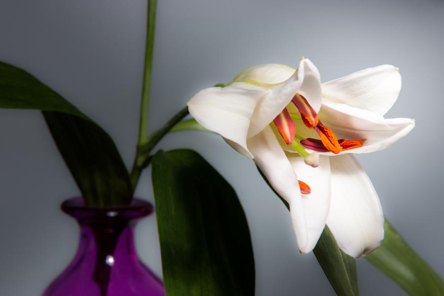 Azucena Con los Petalos Entreabiertos