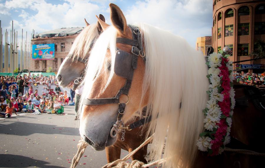 Desfile de Silleteros, Feria de las Flores, Medell...