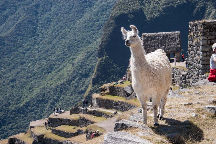 Alpaca en Machu Picchu, Peru, Cuzco, Cusco, Sur Am...