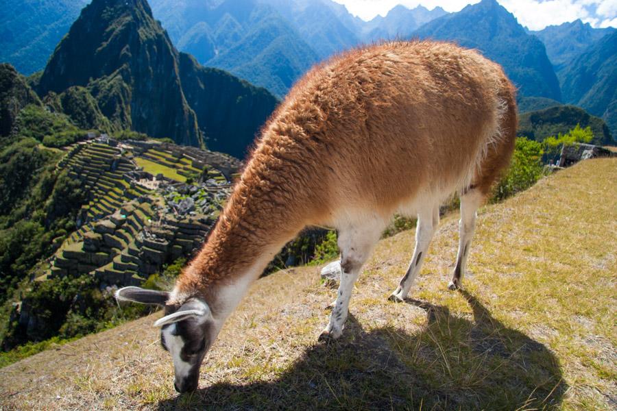 Alpaca en Machu Picchu, Peru, Cuzco, Cusco, Sur Am...