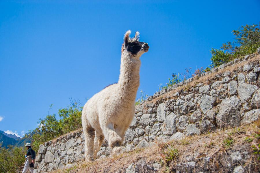 Alpaca en Machu Picchu, Peru, Cuzco, Cusco, Sur Am...