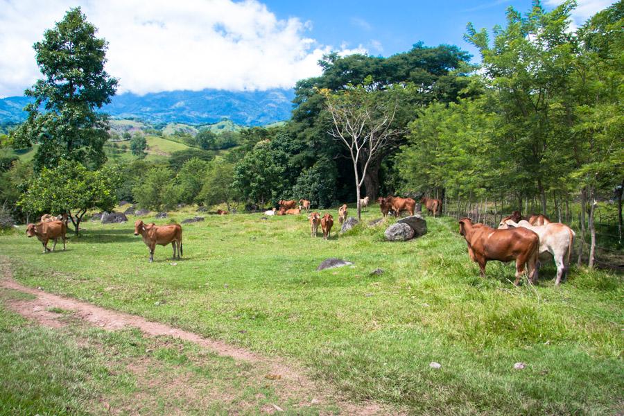 Paisaje Bovino