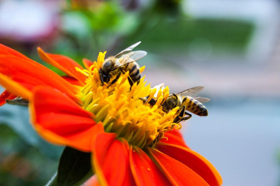 Flor Naranjada con Abeja