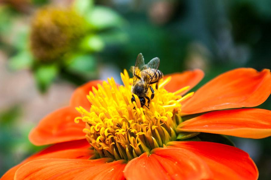 Flor Naranjada con Abeja