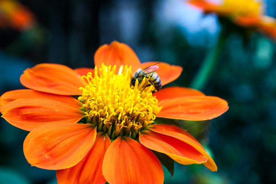 Flor Naranjada con Abeja