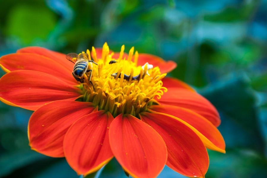 Flor Naranjada con Abeja