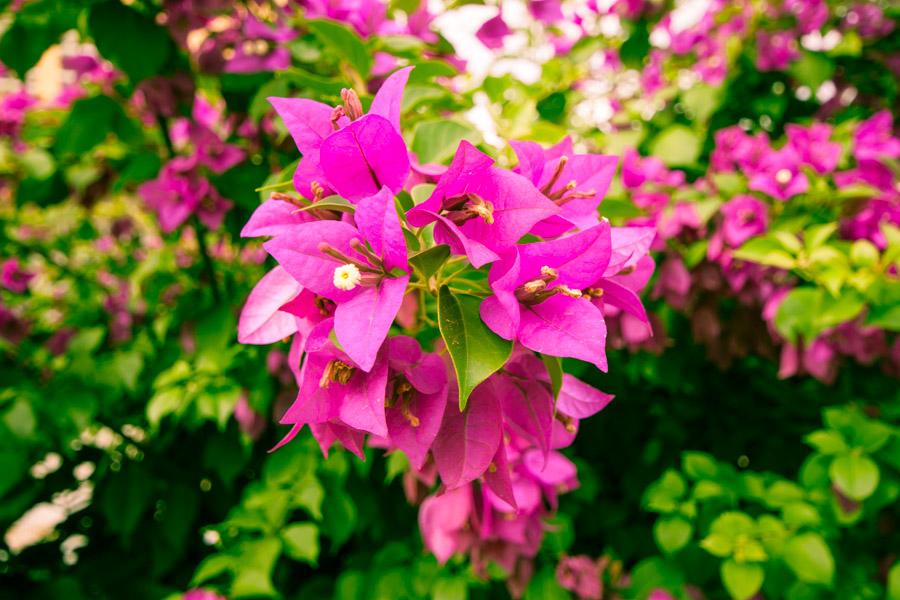 Flores de Curazao