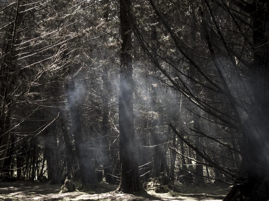 Bosque en Tolima, Ibague, Colombia