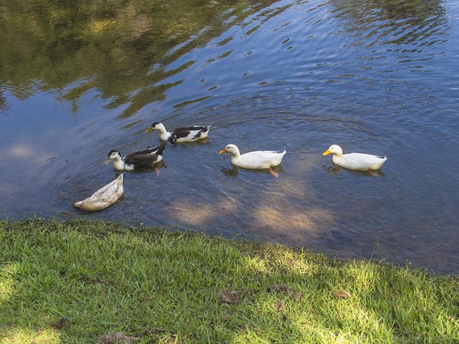 Patos en el Lago