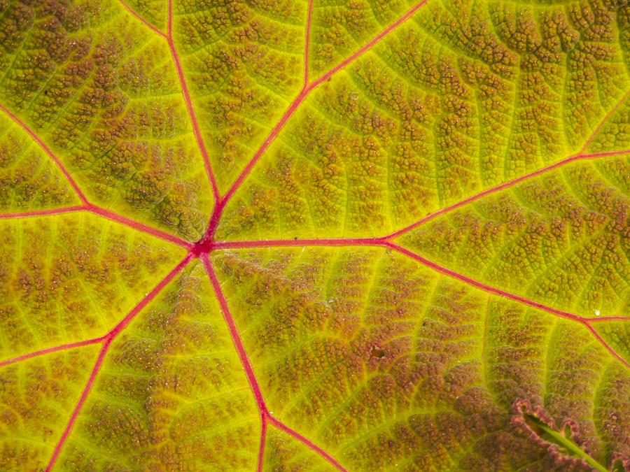 Detalle de una Hoja