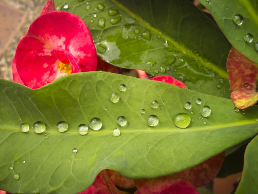 Detalle de una Planta