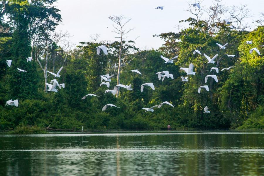 Pajaros en Laguna Marasha, Amazonas, Leticia, Colo...