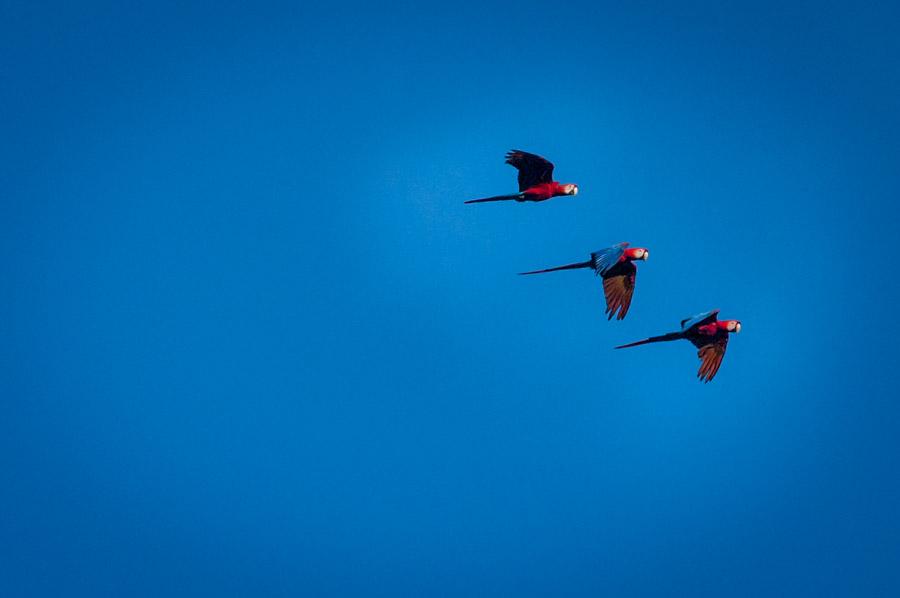 Guacamayas Volando, Amazonas, Leticia, Colombia