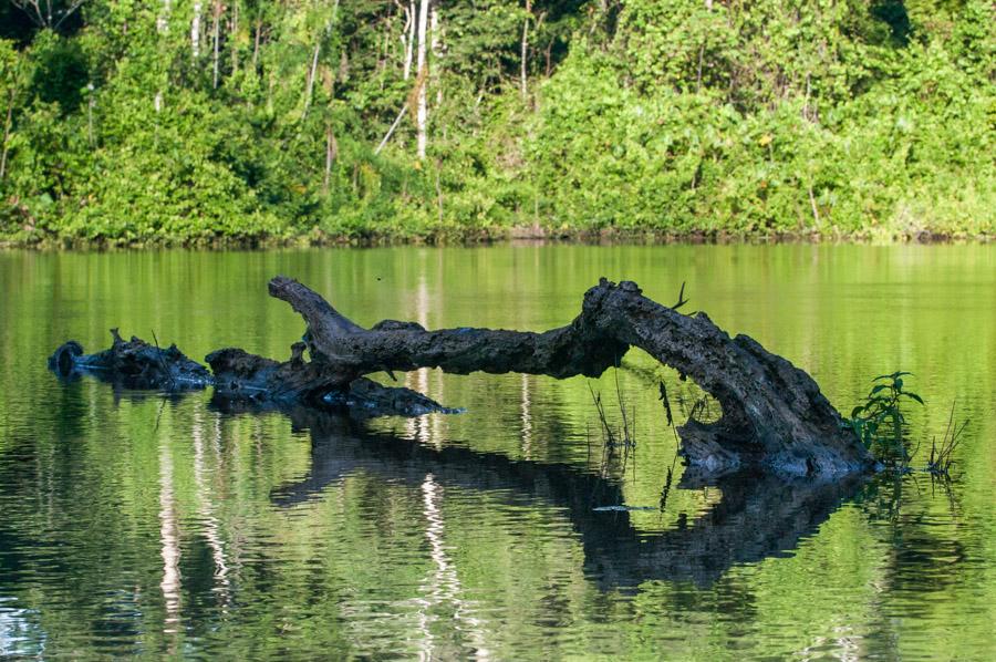 Tronco de Arbol Laguna Marasha, Amazonas, Leticia,...