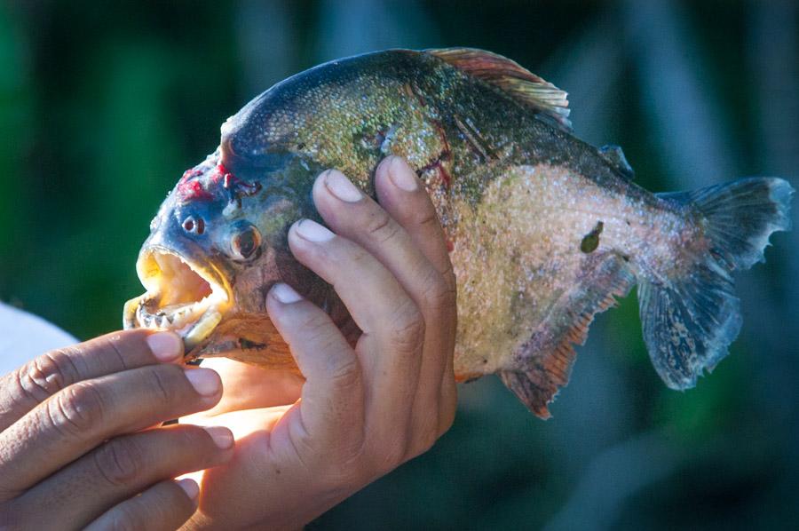 Piraña Amazonas, Leticia, Colombia