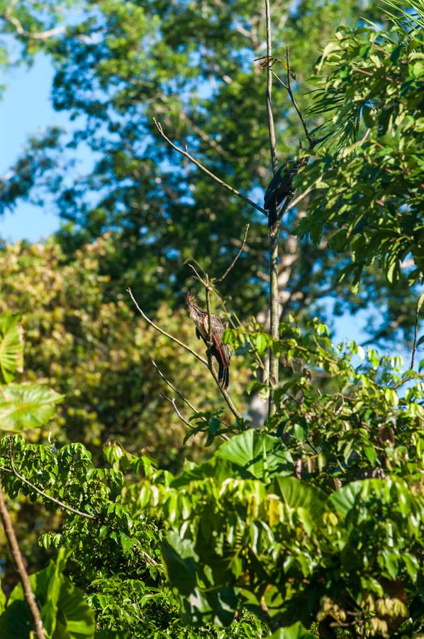 Opisthocomus hoazin, Amazonas, Leticia, Colombia