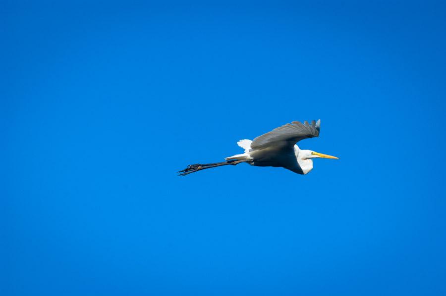 Garza Blanca en Amazonas, Leticia, Colombia