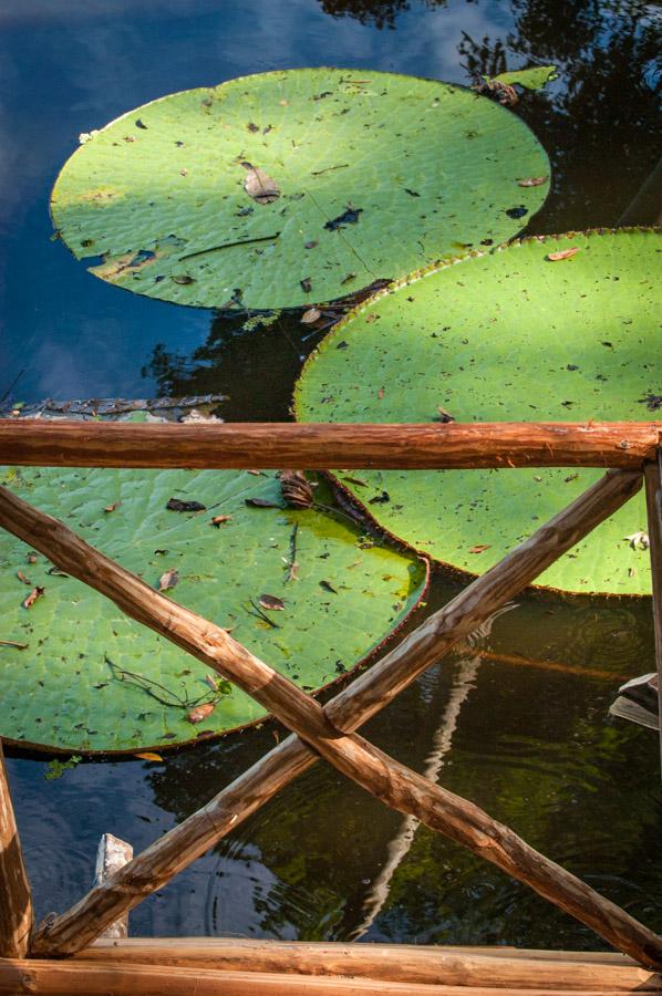 Victoria Amazonica, Amazonas, Leticia, Colombia