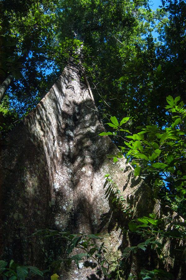 Selva Marasha Amazonas, Leticia, Colombia