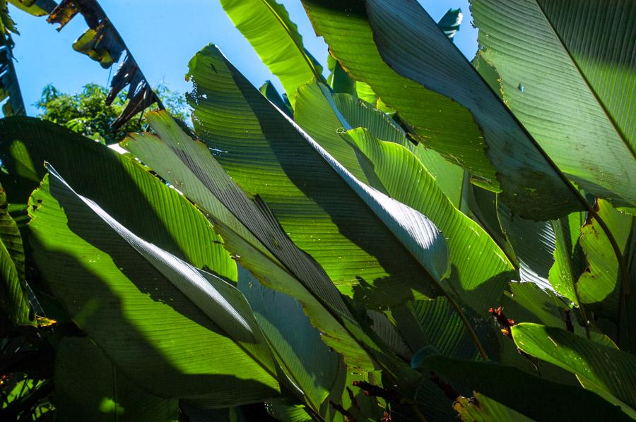 Detalle Hojas de Palmas Amazonas, Leticia, Colombi...