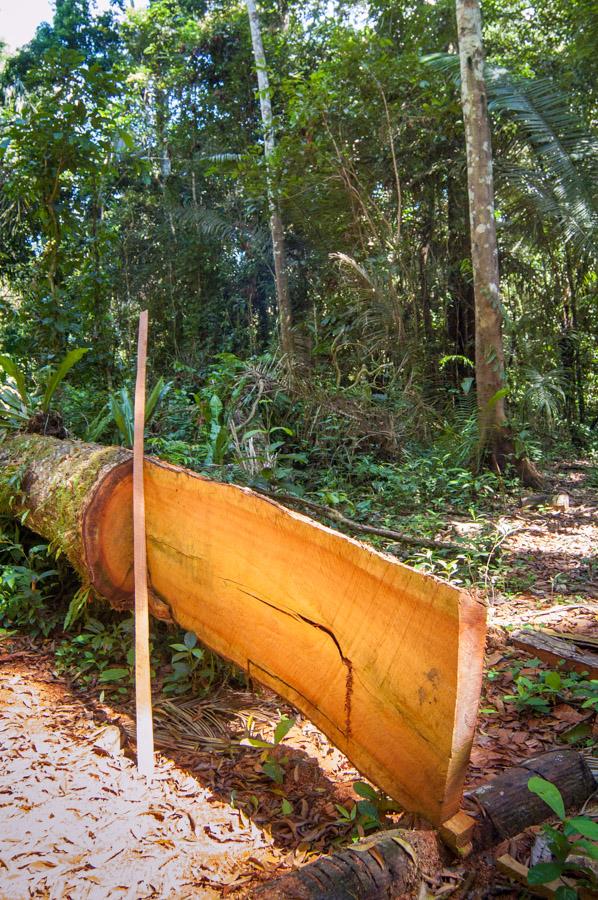 Pedazo de Tronco de Madera Amazonas, Leticia, Colo...