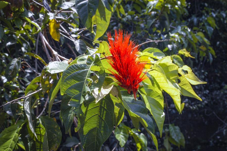 Detalle de una Flor, Amazonas, Leticia, Colombia