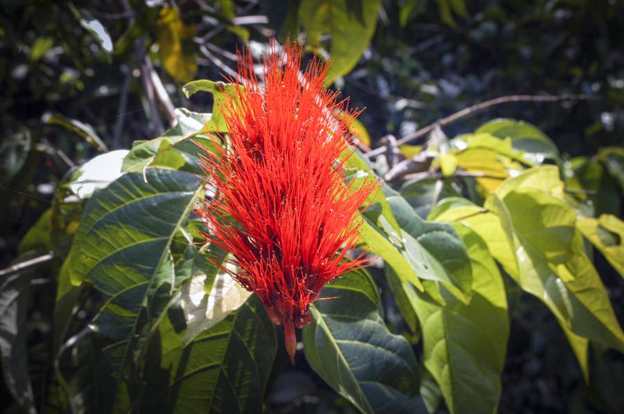 Detalle de una Flor, Amazonas, Leticia, Colombia