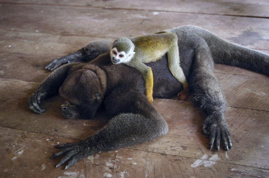 Mono de Ardilla, Amazonas, Leticia, Colombia