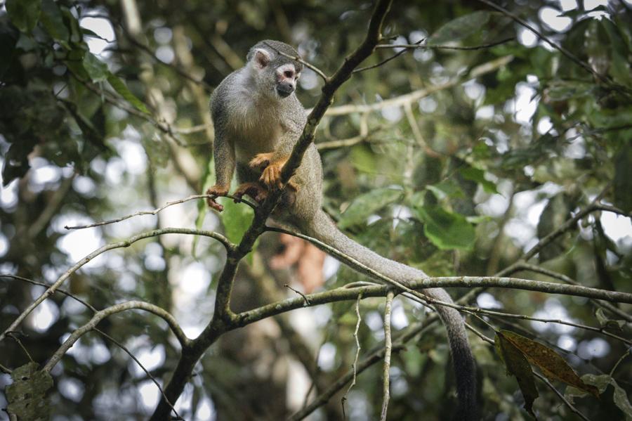 Mono de Ardilla, Amazonas, Leticia, Colombia