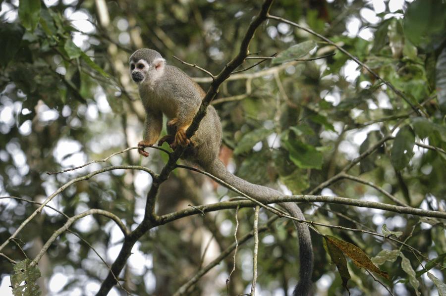 Mono de Ardilla, Amazonas, Leticia, Colombia