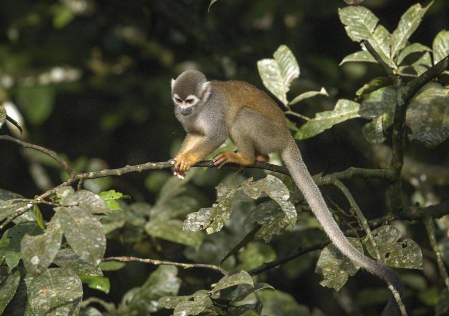 Mono de Ardilla, Amazonas, Leticia, Colombia