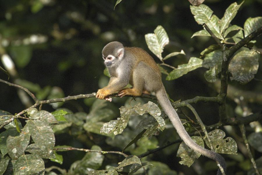 Mono de Ardilla, Amazonas, Leticia, Colombia