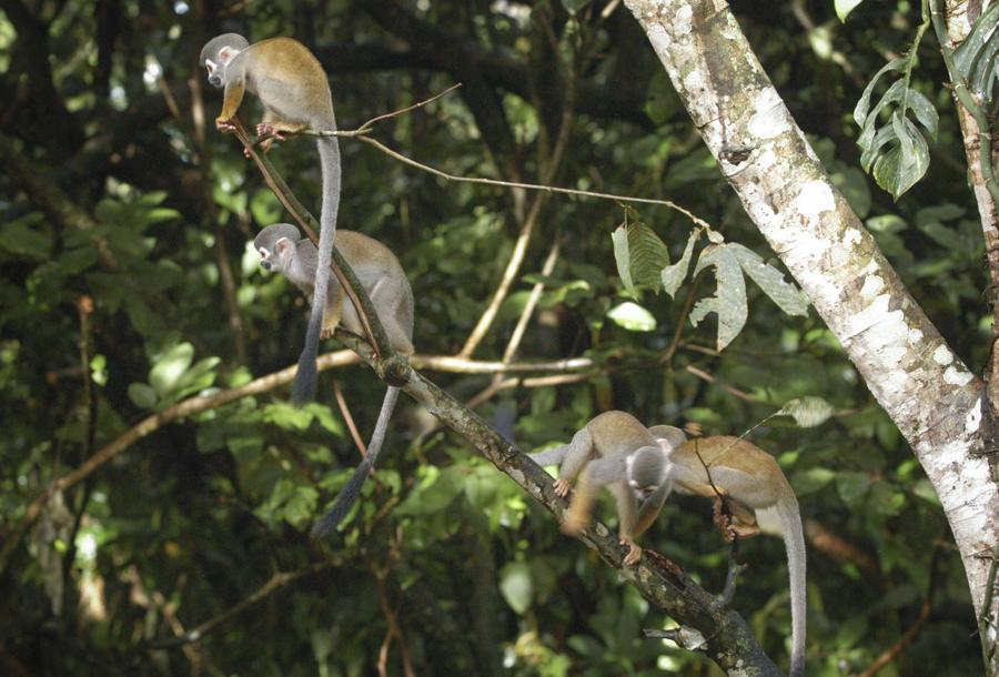 Mono de Ardilla, Amazonas, Leticia, Colombia