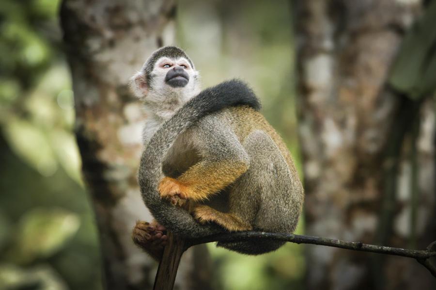 Mono de Ardilla, Amazonas, Leticia, Colombia