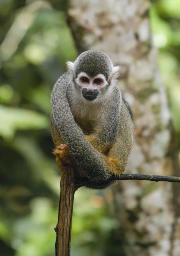 Mono de Ardilla, Amazonas, Leticia, Colombia